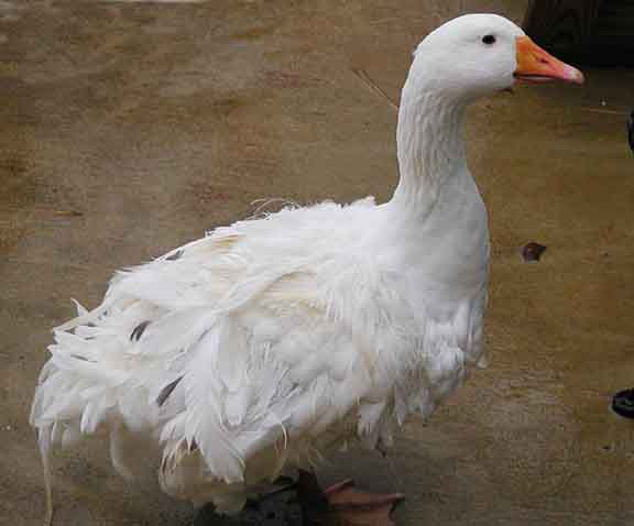  Sebastopol goose 