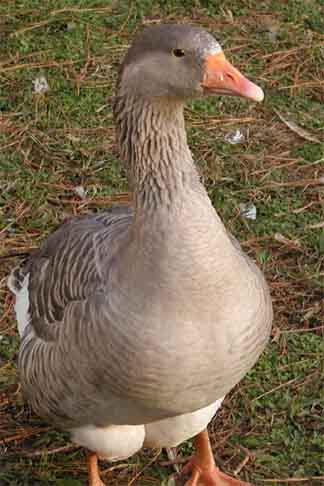  Sebastopol goose 