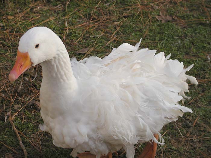  Sebastopol goose 