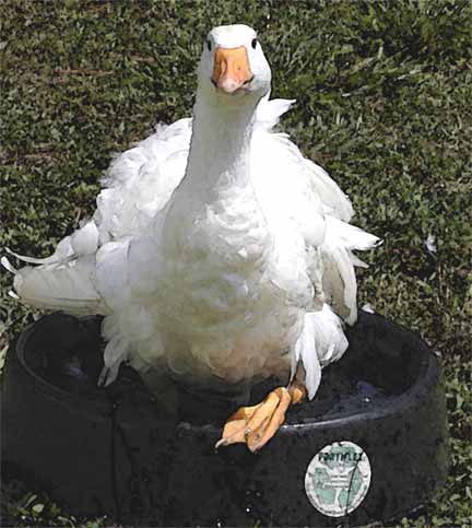 Sebastopol gosling enjoying a bath in waterdish